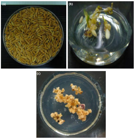 Image for - Influence of Nutrient Composition and Plant Growth Regulators on Callus Induction and Plant Regeneration in Glutinous Rice (Oryza sativa L.)