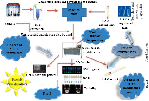 Image for - Loop-mediated Isothermal Amplification of DNA (LAMP): A New Diagnostic Tool Lights the World of Diagnosis of Animal and Human Pathogens: A Review