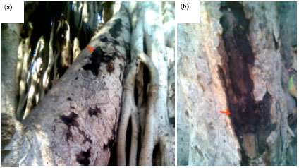 Image for - Dieback and Sooty Canker of Ficus Trees in Egypt and its Control