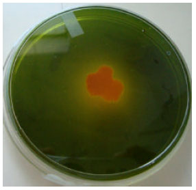 Image for - Pentachlorophenol Remediation by Enterobacter sp. SG1 Isolated  from Industrial Dump Site