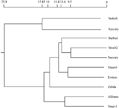 Image for - Assessment of Genetic Diversity and Relationships among Egyptian Mango (Mangifera indica L.) Cultivers Grown in Suez Canal and Sinai Region Using RAPD Markers