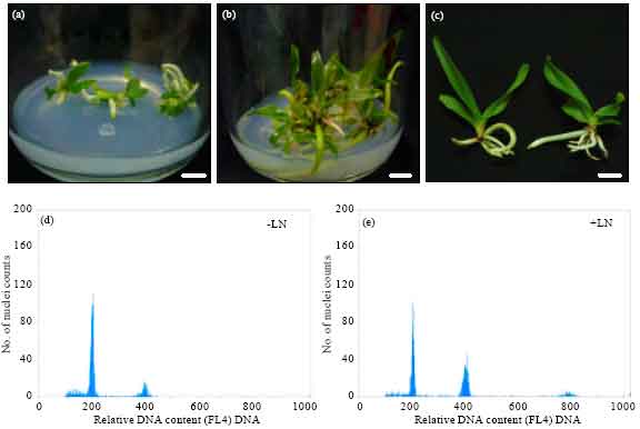 Image for - In vitro Propagation and Cryopreservation of Aerides odorata  Lour. (Orchidaceae)
