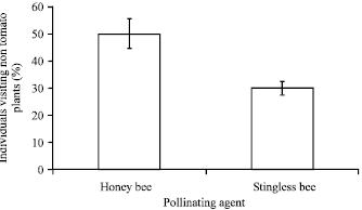 Image for - Efficiency of Local Indonesia Honey Bees (Apis cerana L.) and Stingless  Bee (Trigona iridipennis) on Tomato (Lycopersicon esculentum Mill.)  Pollination