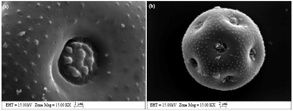Image for - Taxonomy and Pollen Morphology of Ankyropetalum FENZL (Caryophyllaceae) Species in Türkiye