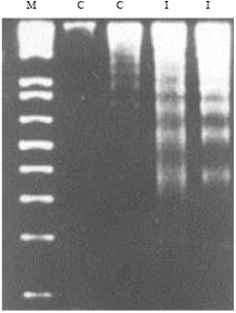 Image for - Experimental Pathological Studies of an Indian Chicken Anaemia Virus Isolate and its Detection by PCR and FAT