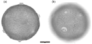 Image for - Taxonomy and Pollen Morphology of Ankyropetalum FENZL (Caryophyllaceae) Species in Türkiye