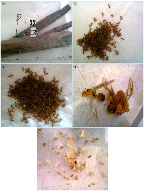 Image for - Size and the Composition of the Colony of Weaver Ants (Oecophylla smaragdina) and Ecology Role Toward the Palm