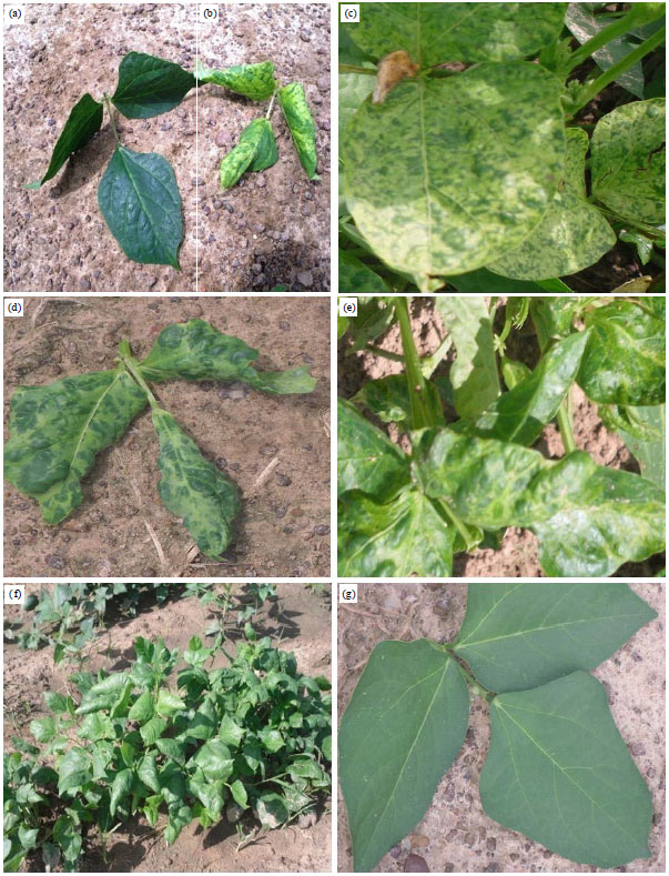 Image for - Evaluation of Yield Losses Caused by Cowpea Aphid-borne mosaic virus (CABMV) in 21 Cowpea (Vigna unguiculata (L.) Walp.) Varieties in Burkina Faso