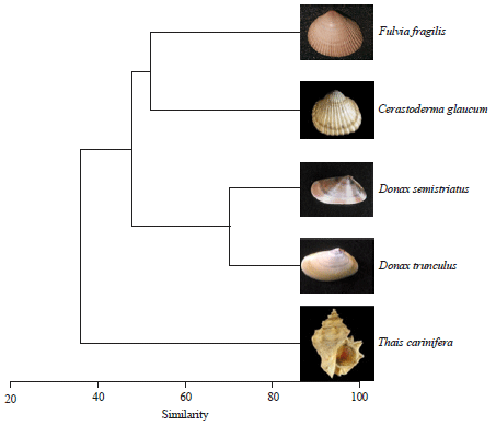 Image for - Water Content as a New Tool for Discrimination between some Shellfishes