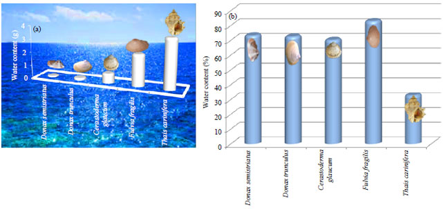Image for - Water Content as a New Tool for Discrimination between some Shellfishes