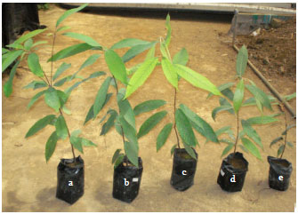 Image for - Effects of Indigenous Fagaceae-Inhabiting Ectomycorrhizal Fungi Scleroderma spp., on Growth of Lithocarpus urceolaris Seedling in Greenhouse Studies