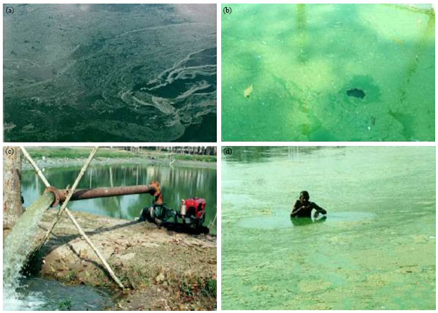 Image for - Effect of Environmental Factors on Cyanobacterial Abundance and Cyanotoxins Production in Natural and Drinking Water, Bangladesh