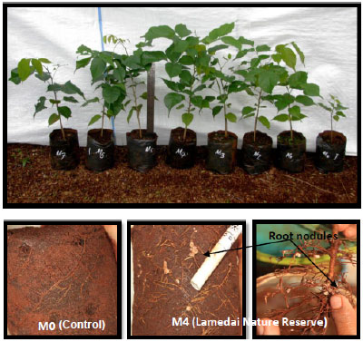 Image for - Growth and Nutrient Status of Kayu Kuku [Pericopsis mooniana (Thw.) Thw] with Mycorrhiza in Soil Media of Nickel Post Mining Site