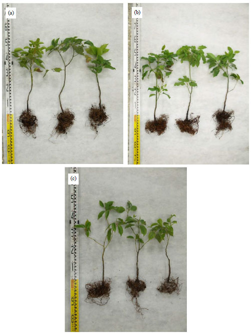 Image for - Growth Effect of Cinnamomum kanehirae Cuttings Associated with its Dark Septate Endophytes