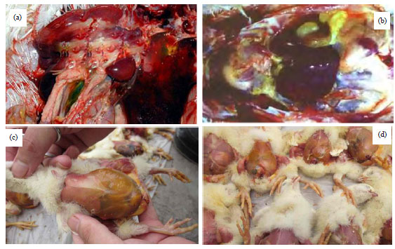 Image for - A Trial Diagnosis of Ascites Syndrome in Broiler Chickens