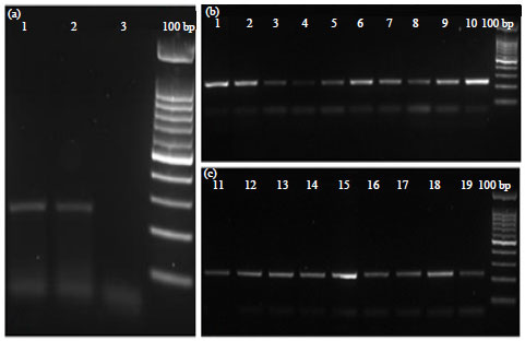 Image for - Alteration Expression of Bax, Bcl-2 and VDAC1 Genes in Oligozoospermic and Fertile Subjects