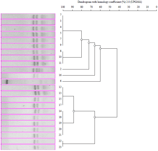 Image for - Characterization of Cladosporium Species by Internal Transcribed Spacer-PCR and Microsatellites-PCR