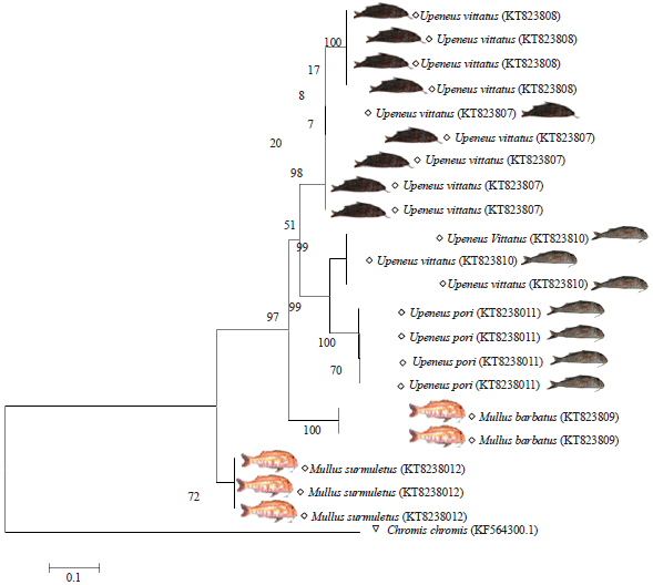 Image for - DNA Barcoding Uncover Cryptic Diversity in Goat Fishes (Family: Mullidae) Across the Egyptian Coastal Waters
