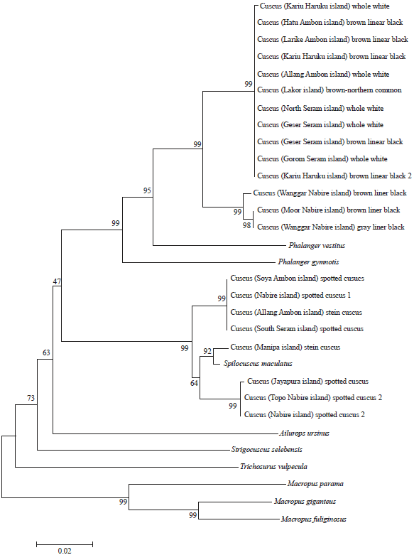 Image for - Study of Genetic Marker of Cuscuses (Marsupialia: Phalangeridae) from Maluku and Papua Based on Cytochrome b Gene Sequences