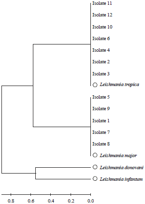 Image for - Molecular Diagnosis of Clinical Isolates of Cutaneous Leishmaniasis Using ITS1 and KDNA Genes and Genetic Polymorphism of Leishmania in Kashan, Iran