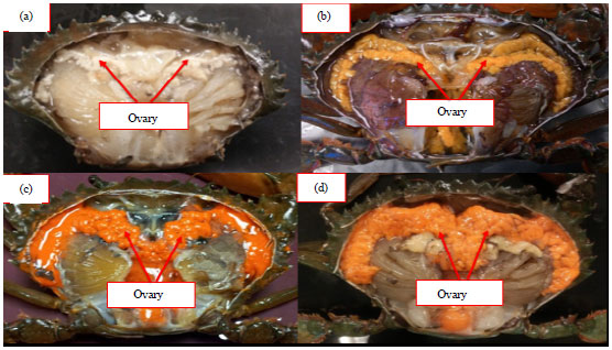 Image for - Effect of Water Salinity on the External Morphology of Ovarian Maturation Stages of Orange Mud Crab, Scylla olivacea (Herbst, 1796) in Captivity