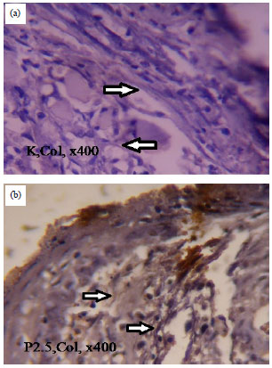 Image for - Effect of Allogeneic Bone Marrow-mesenchymal Stem Cells (BM-MSCs) to Accelerate Burn Healing of Rat on the Expression of Collagen Type I and Integrin α2β1