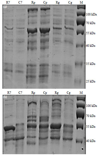 Image for - Enhancement of a Novel Isolate of Serratia plymuthica as Potential Candidate for an Antianthracnose