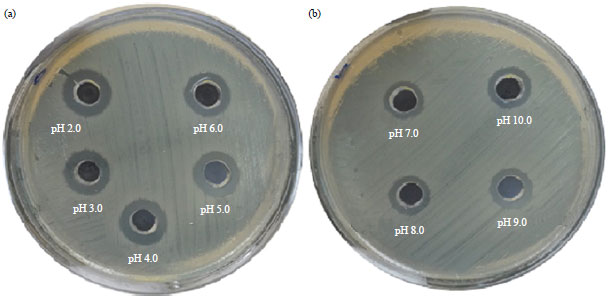 Image for - Isolation, Purification and Characterization of Antimicrobial Agent Antagonistic to Escherichia coli ATCC 10536 Produced by Bacillus pumilus SAFR-032 Isolated from the Soil of Unaizah, Al Qassim Province of Saudi Arabia