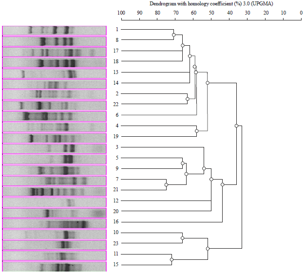 Image for - Characterization of Cladosporium Species by Internal Transcribed Spacer-PCR and Microsatellites-PCR