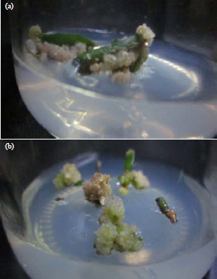 Image for - Zeatin and Thidiazuron Induced Embryogenic Calli From In Vitro Leaf and Stem of Jojoba (Simmondsia chinensis)