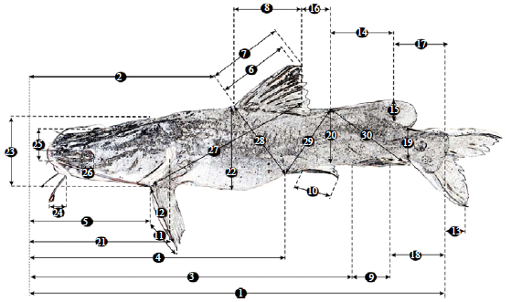 Image for - Morphometric Characteristics of Asian Catfish, Hemibagrus wyckii (Bleeker, 1858) (Bagridae), from the Riau Province of Indonesia