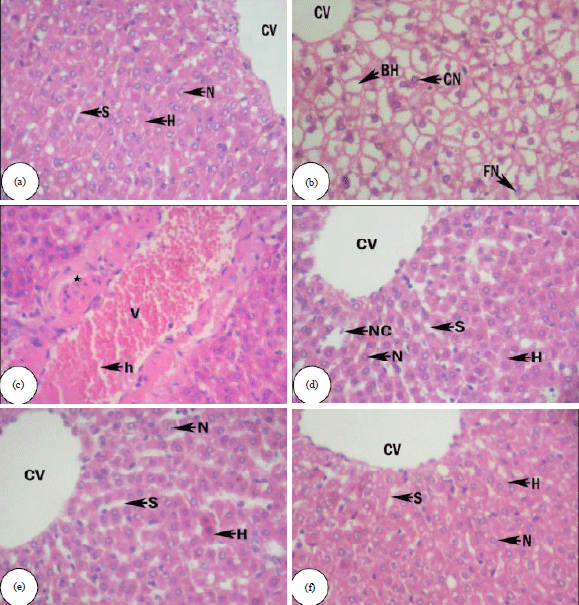 Image for - Protective Role of Achillea biebersteinii Pretreatment on Dimethoate Induced Oxidative Stress in Guinea Pigs Liver