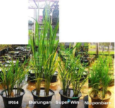 Image for - Simple Sequence Repeat (SSR) and Single Nucleotide Polymorphism (SNP) Markers for Genetic Characterization of North Sulawesi Local Rice Varieties, Super Win and Burungan
