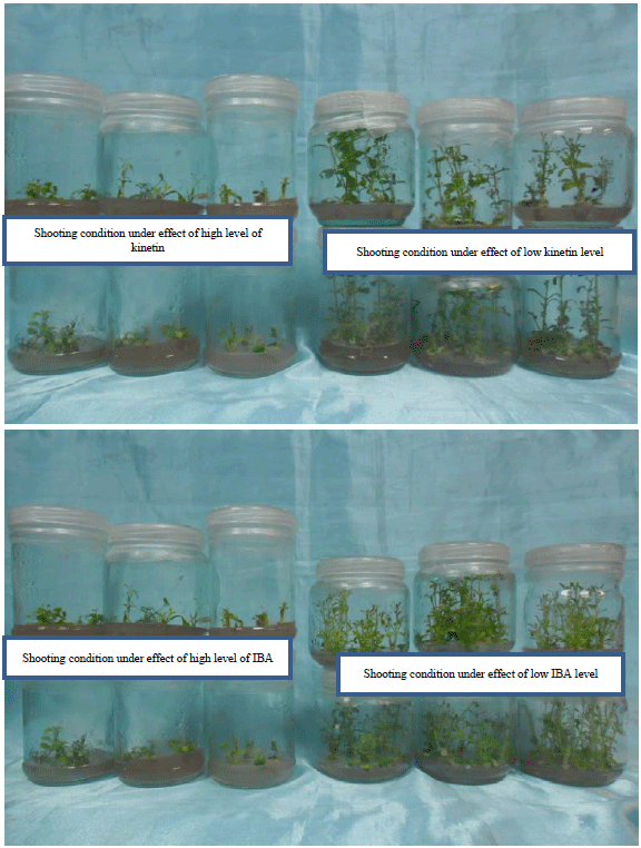 Image for - Effect of Different Hormonal Treatment on Stevia (rebaudiana Bertoni) Micro-propagation