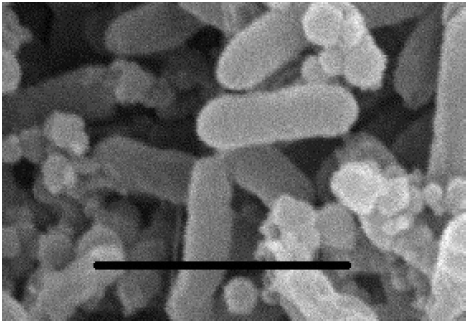 Image for - Indigenous Halomonas spp., the Potential Nitrifying Bacteria for Saline Ammonium Waste Water Treatment