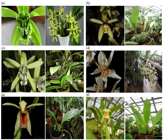 Image for - Study of Genetic Diversity on Six Species of Indonesian Coelogyne spp. Based on ISSR Markers