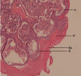 Image for - Histological Characteristics on the Testes of Mud Spiny Lobster, Panulirus polyphagus (Herbst, 1793)