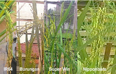 Image for - Simple Sequence Repeat (SSR) and Single Nucleotide Polymorphism (SNP) Markers for Genetic Characterization of North Sulawesi Local Rice Varieties, Super Win and Burungan