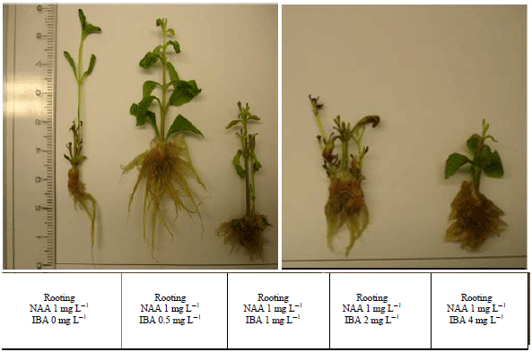 Image for - Effect of Different Hormonal Treatment on Stevia (rebaudiana Bertoni) Micro-propagation