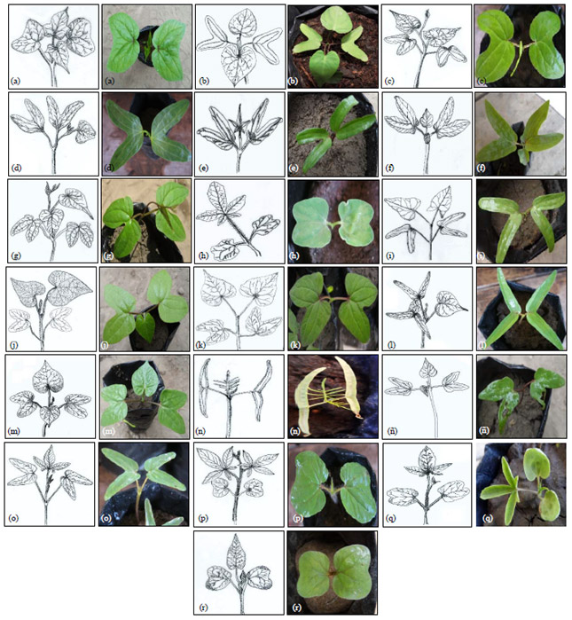 Image for - Seed Germination and Seedling Characteristic of ipomoea and Merremia (Convolvulaceae) in Lambayeque (Peru)