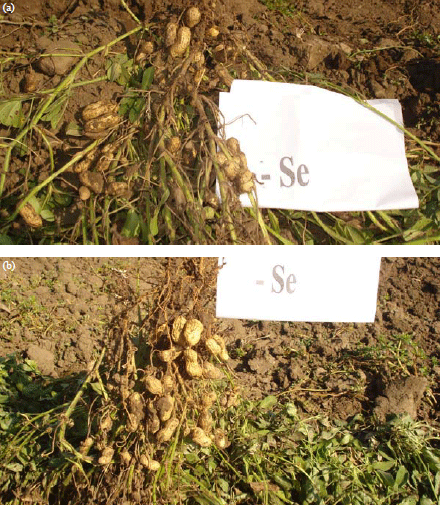 Image for - Effects of Selenium Application on Plant Growth and SomeQuality Parameters in Peanut (Arachis hypogaea)