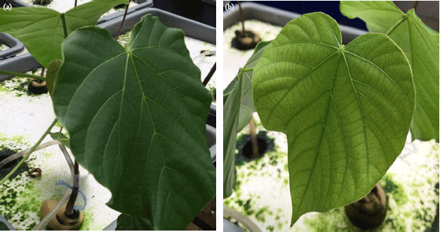 Image for - Morpho-physiological Changes of Biodiesel Producer Plants Reutealis trisperma (Blanco) in Response to Gold-Mining Wastewater
