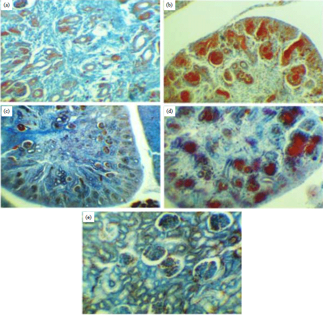 Image for - Possible Protective Role of Parsley Extract on the Diabetic Pregnant Rats and Their Fetuses