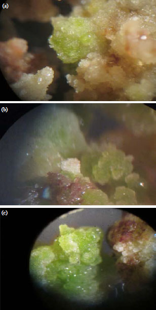 Image for - Zeatin and Thidiazuron Induced Embryogenic Calli From In Vitro Leaf and Stem of Jojoba (Simmondsia chinensis)