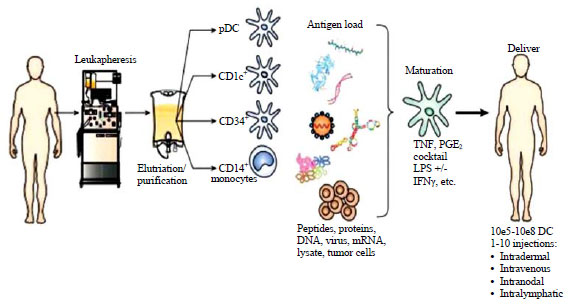 Image for - Immunotherapy a New Hope for Cancer Treatment: A Review