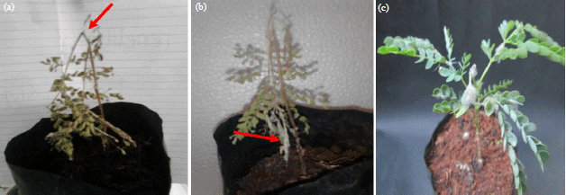 Image for - Identification and Pathogenicity of Fungal Dieback Disease on Sengon (Paraserianthes falcataria (L.) Nielsen) Seedling and Rice (Oryza sativa)