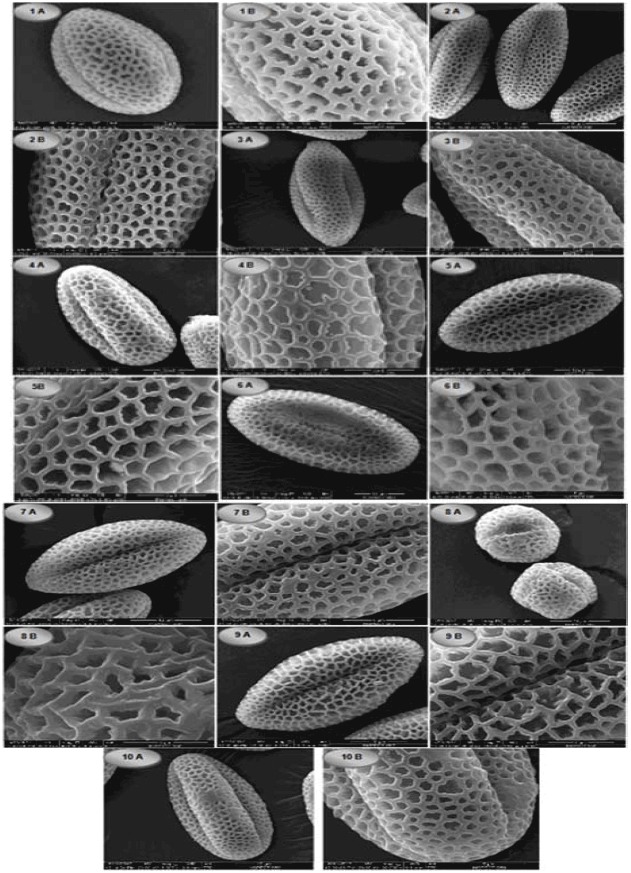 Image for - Taxonomic Importance of Pollen Morphology for Some Species of Brassicaceae