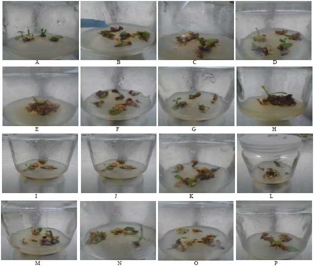 Image for - Protocol of in vitro Jojoba (Simmondsia chinensis (Link) Schneider) Callus Induction