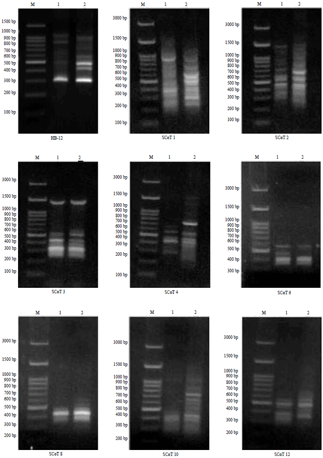 Image for - Applicability of Different Molecular Markers Techniques for Genetic Distinguish Between Two Genera Cressa Linn. and Cuscuta Yunck. Family Convolvulaceae