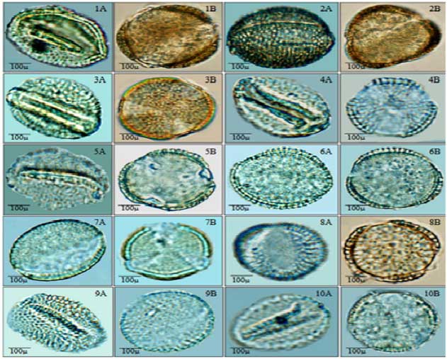 Taxonomic Importance of Pollen Morphology for Some Species of Brassicaceae